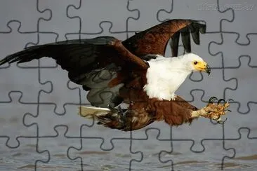 agu jigsaw puzzle