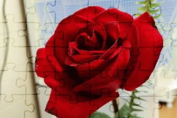 rosa