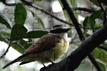 PÃ¡ssaro jigsaw puzzle