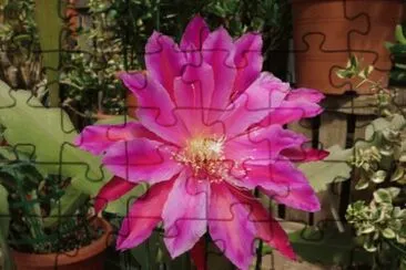 פאזל של cactus