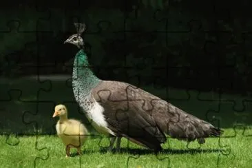 pavo real y pato
