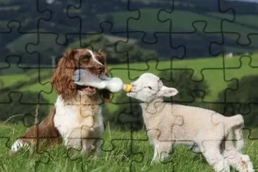 perro y cordero jigsaw puzzle
