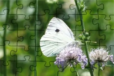  jigsaw puzzle