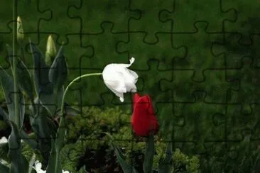  jigsaw puzzle