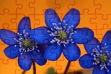 Orange Spring