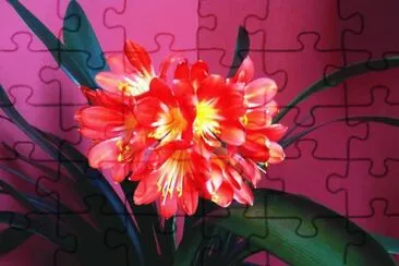fleurs: clivia