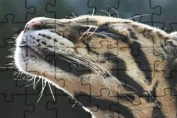 פאזל של .