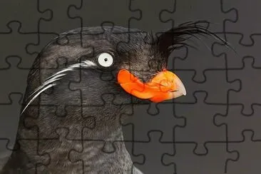 . jigsaw puzzle