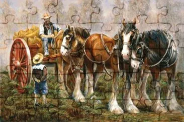 cavalos
