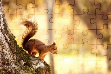 Esquirol jigsaw puzzle