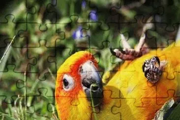 - cota jigsaw puzzle