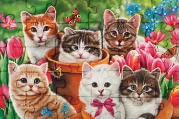 gatinhos