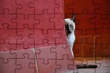 Shy-animals