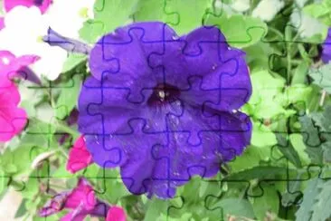 Purple Petunia