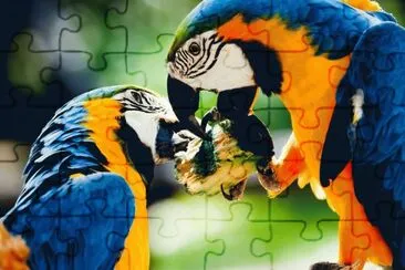 GUACAMAYA AZUL jigsaw puzzle