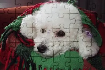 Poodle