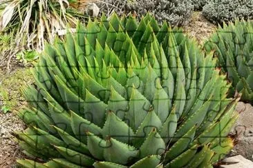 flor jigsaw puzzle