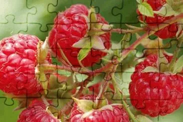 Framboesa jigsaw puzzle