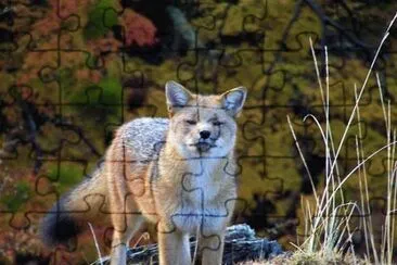 fauna patagÃ³nica