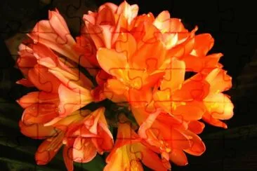 Clivia jigsaw puzzle