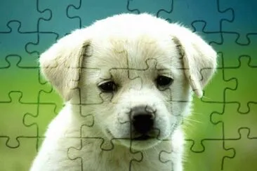 cÃ£ozinho