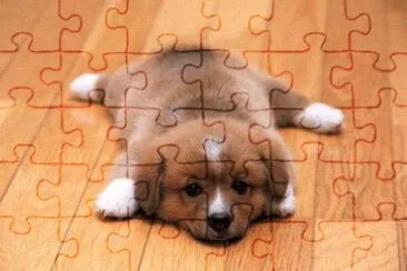 cÃ£ozinho