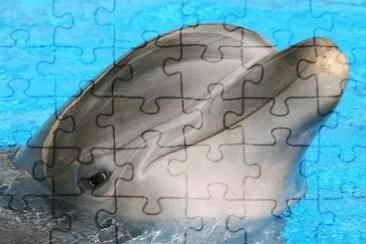 golfinho jigsaw puzzle