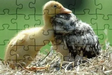 pato