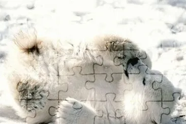 urso