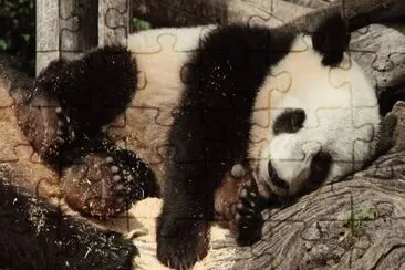 Panda jigsaw puzzle