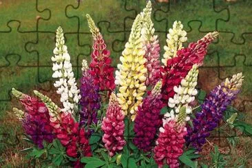 lupins jigsaw puzzle