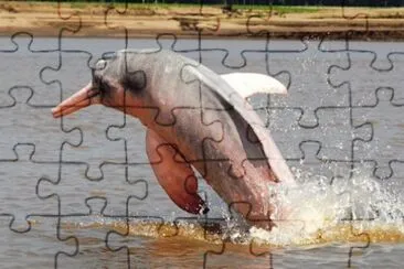 Tonina jigsaw puzzle
