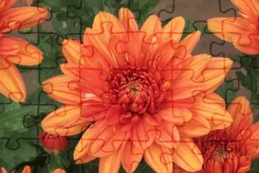 èŠèŠ± jigsaw puzzle