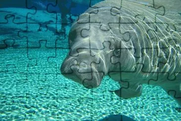 Manaty jigsaw puzzle