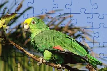 Loro
