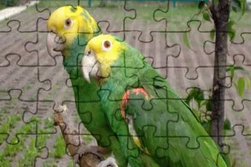 Loro cabeza amarilla