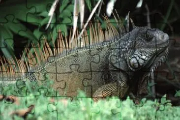 פאזל של Iguana Verde