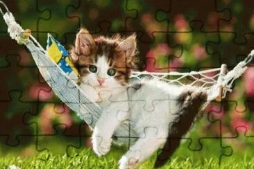 chaton