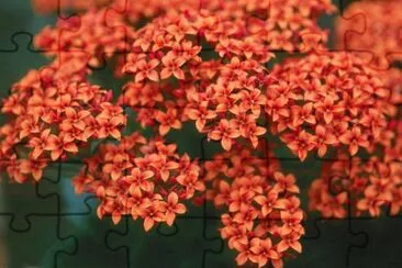 z jigsaw puzzle