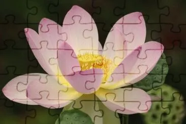 פאזל של lotus