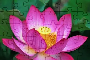 lotus