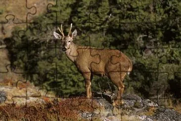 fauna austral