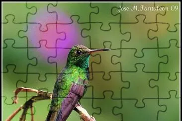 zumbador doinicano jigsaw puzzle