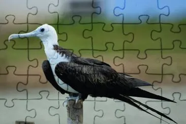 Ave Marina jigsaw puzzle