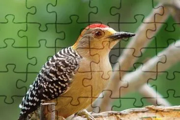 Carpintero jigsaw puzzle