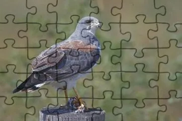 Alcon Sabanero jigsaw puzzle