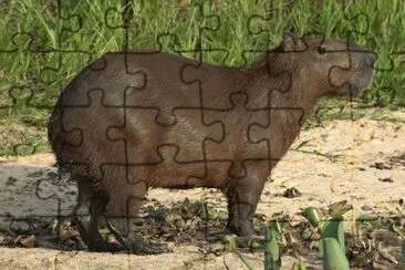 Chiguire jigsaw puzzle
