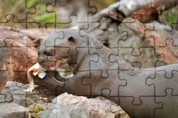 Nutria Gigante jigsaw puzzle