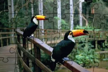Tucano