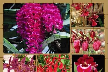 orquideas